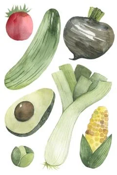 Illustration of vegetables on a white background Stock Illustration