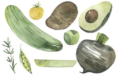 Illustration of vegetables on a white background Stock Illustration