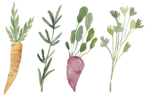 Illustration of vegetables on a white background Stock Illustration