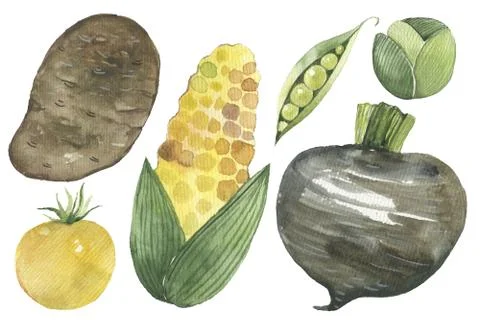 Illustration of vegetables on a white background Stock Illustration