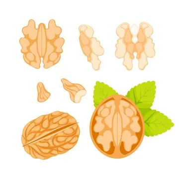 Illustration of a walnut, featuring its shell, kernel, and leaves, presented in Illustrazione stock