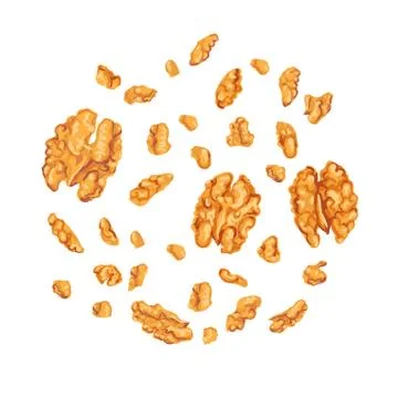 Illustration of walnut isolated on white background Stock Illustration