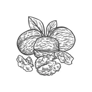 Illustration of walnuts in engraving style Stock Illustration