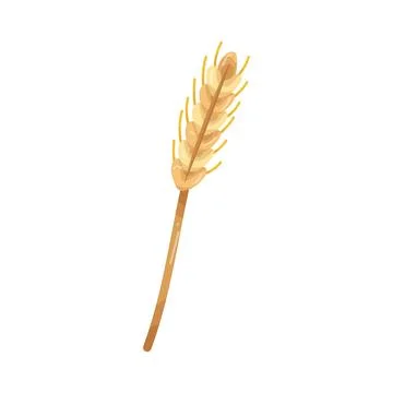 Illustration of wheat stalk Stock Illustration