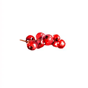 Illustration on a white background: a bunch of red currants for jam, compote Stock Illustration