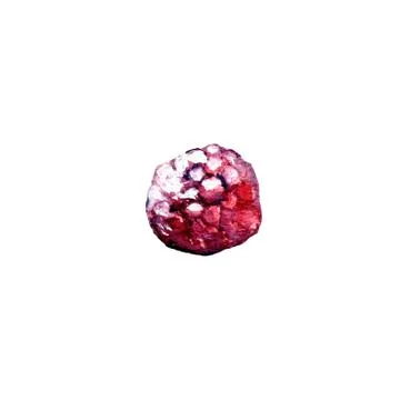Illustration on a white background: red raspberry berry for jam, compote Stock Illustration