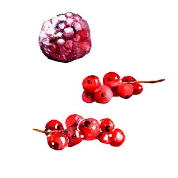 Illustration on a white background: red raspberry berry Stock Illustration