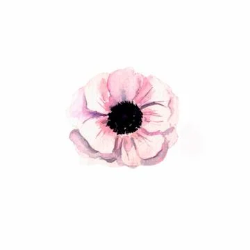Illustration on a white background: a single anemone Bud, Botani Stock Illustration