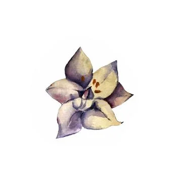 Illustration on a white background of a single vanilla flower for decorating Stock Illustration