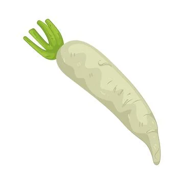 Illustration of white radish Stock Illustration