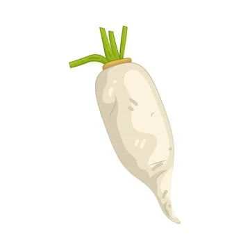 Illustration of white radish Stock Illustration