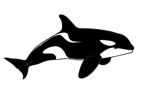 Illustration of a wild orca. Vector. Stock Illustration