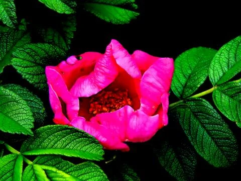 Illustration of wild rose hips closeup Stock Photos