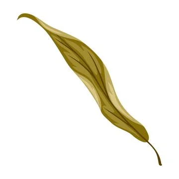 Illustration of willow chestnut leaf. Stylized seasonal plant. Stock Illustration