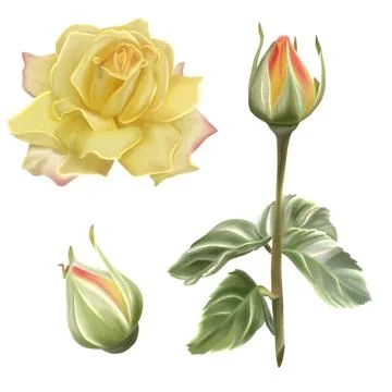 Illustration of a yellow rose in bloom with bud and stem, with leaves, pain.. Stock Illustration