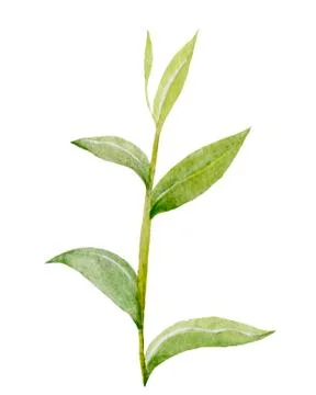 An illustration of young sprouts of a tea tree on a white background. Stock Illustration