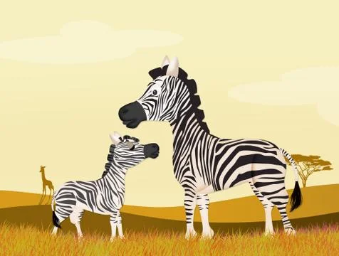 Illustration of zebras Stock Illustration