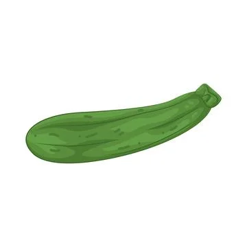 Illustration of Zucchini Stock Illustration
