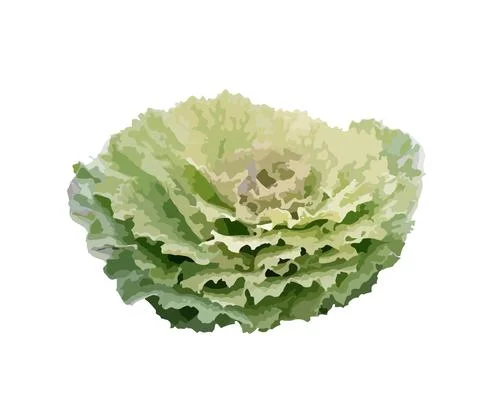 Illustrations and vectors, light green and dark green plants(Brassica oleracea) Stock Illustration