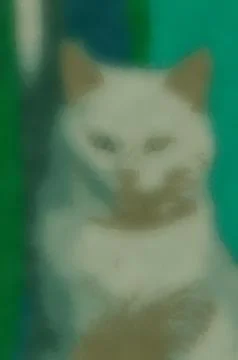 Illustrations animals, cat, mammals, cat images, cat pictures, cat image, 스톡 일러스트