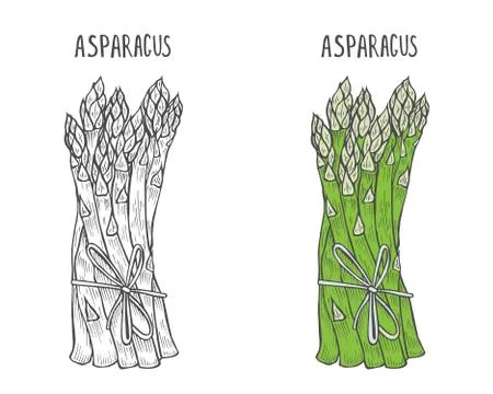 Illustrations - asparagus collection. Illustrazione stock