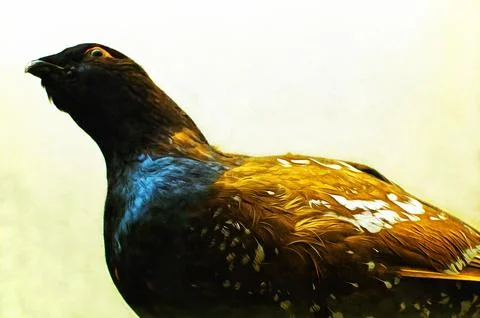Illustrations Capercaillie, Phasianus reeversii, large, pheasant species,  Stock Illustration