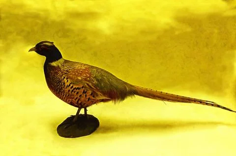 Illustrations, Common pheasant, Colchis pheasant, Phasianus colchicus, bird,  Stock Photos