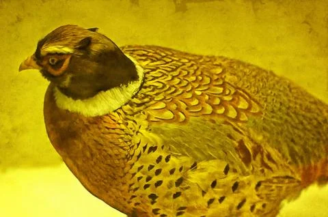 Illustrations, Common pheasant, Colchis pheasant, Phasianus colchicus, bird,  Stock Photos