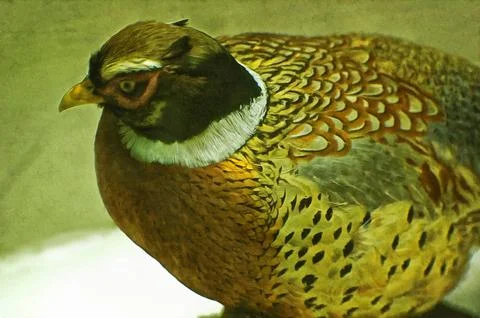 Illustrations, Common Pheasant, Colchis Pheasant, Phasianus colchicus, bird, Stock Photos