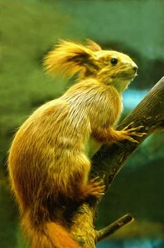 Illustrations of common squirrel, Sciurus vulgaris, reddish Siberian morph,  Stock Photos