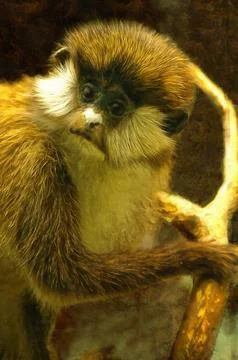 Illustrations, crested monkey, Cercopithecus pogonias, crowned monkey, Stock Illustration