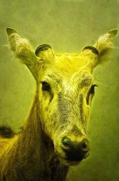 Illustrations David's deer, milu, elafurus, Elaphurus davidianus, rare, species, Stock Illustration