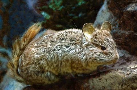 Illustrations: degus, Octodon degus, bush rat, small rodent, family,  Stock Illustration
