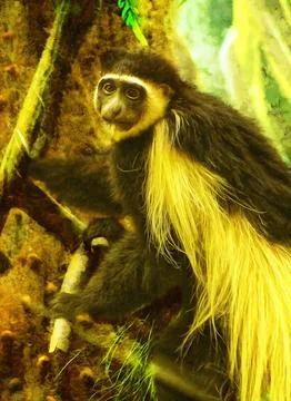 Illustrations, eastern colobus, guereza, primate, family, monkeys,  Stock Photos