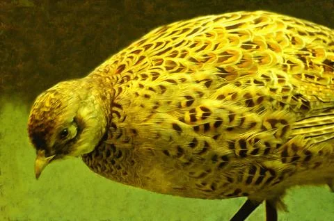 Illustrations ,female common pheasant, Phasianus colchicus, ground bird, order  Stock Photos