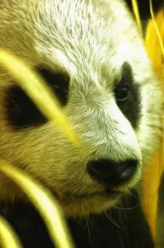 Illustrations, Giant panda, bamboo bear, animals, Ailuropoda melanoleuca, Illustrazione stock