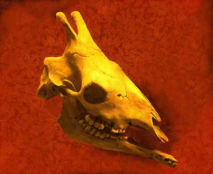 Illustrations, giraffe skull, Giraffa camelopardalis, horn-like projections,  Stock Photos