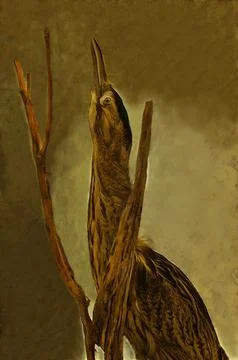 Illustrations of great bittern, Botaurus stellaris, defensive posture,  Stock Photos