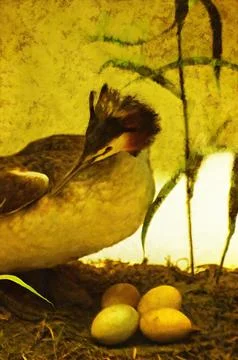 Illustrations: Great Crested Grebe, Great Crested Grebe, waterfowl, fauna, birds Stock Illustration