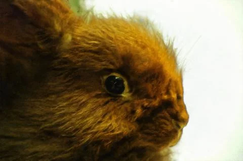 Illustrations, head ,fluffy, reddish-brown rabbit; fauna, animals,  Stock Photos