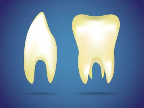Illustrations of the human teeth Stock Illustration