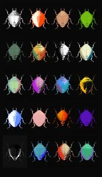 Illustrations, posters, beetle, scarab, face, insects, fauna,  Stock Illustration