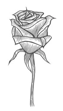 Illustrations of rose Illustrazione stock