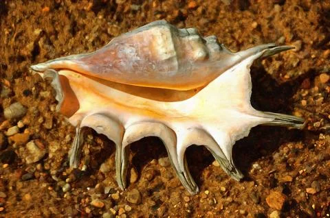 Illustrations  shell, mollusk, mollusk shell, Stock Illustration