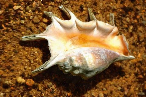 Illustrations shell, mollusk, mollusk shell,  Stock Illustration