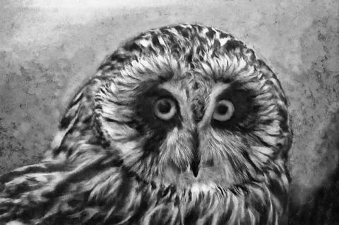 Illustrations, Short-eared Owl, Asio flammeus, birds, animals, fauna,  Illustration