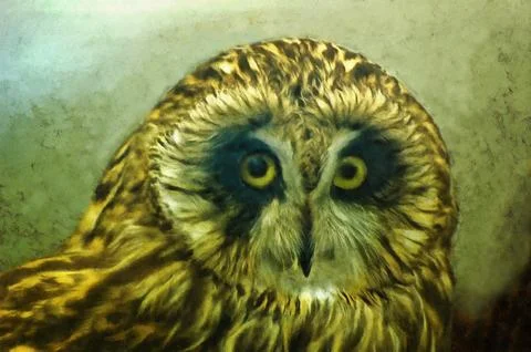 Illustrations, Short-eared Owl, Asio flammeus, birds, animals, fauna,  Stock Illustration