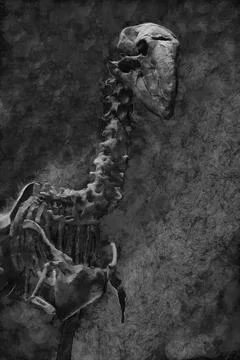 Illustrations, skeleton, giant flightless bird, Gastornis, Diatryma, Stock Photos