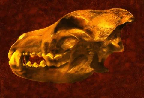Illustrations, skull, large ancient predator, large, mammal, wolf skull,  Stock Photos