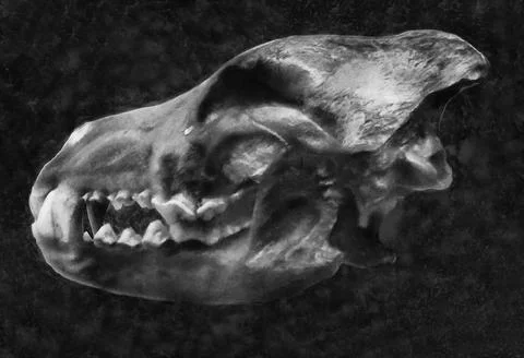 Illustrations, skull, large ancient predator, large, mammal, wolf skull, Stock Photos